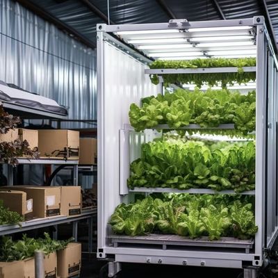 葉野菜の植え付けのための二層鋼構造 輸送コンテナ温室