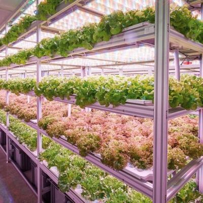 葉野菜のためのリファーコンテナ温室 スマートコンテナ温室