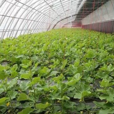 湿度 を 制御 する 商業 温室 に よっ て 大規模 な 黄瓜 栽培 が 容易 な 方法
