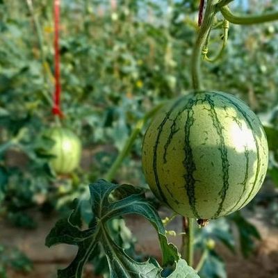 トマト栽培 湿度制御と温度制御の太陽光温室