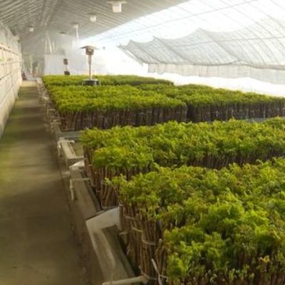 商業用水栽培温室 黄瓜の植え付け暖房方法 臨時暖房