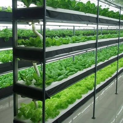 鋼鉄構造 水育システム コンテナ 垂直農業のための温室 ソリューション