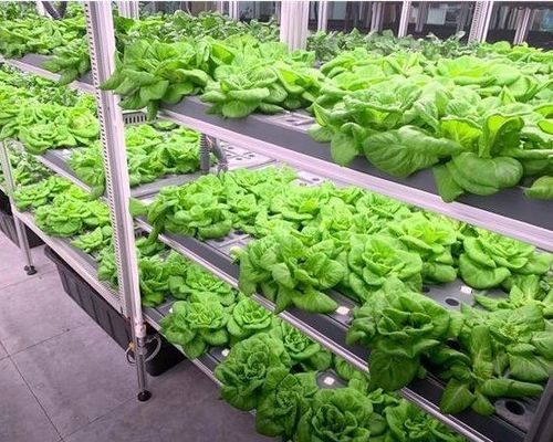 鋼鉄構造 水育システム コンテナ 垂直農業のための温室 ソリューション