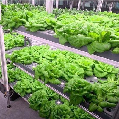 商用温室とマルチスパンデザインの船コンテナ垂直農業