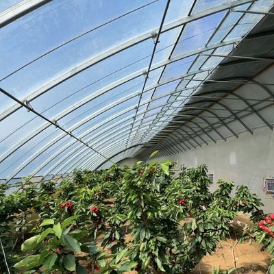 アメリカ 貨幣 商業 トマト 植え 太陽光 温室 最適作物 生産