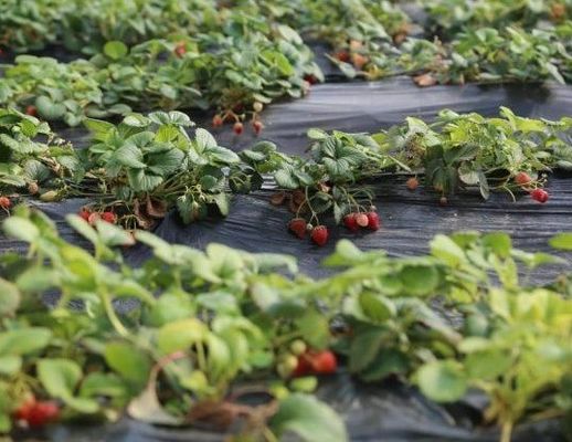 アメリカ 貨幣 商業 トマト 植え 太陽光 温室 最適作物 生産