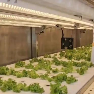 商用産業における水力栽培垂直農業のための輸送コンテナ温室