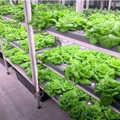 商業用垂直農業 コンテナ温室 水育システム
