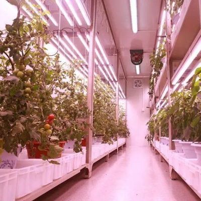 商業用垂直農業 コンテナ温室 水育システム