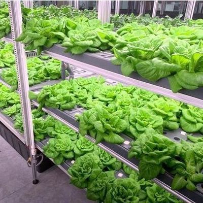 野菜 水育システム コンテナ 垂直栽培のための温室 JX-CG-103