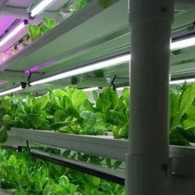 野菜 水育システム コンテナ 垂直栽培のための温室 JX-CG-103