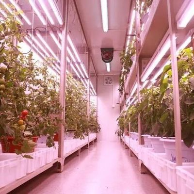 野菜 水育システム コンテナ 垂直栽培のための温室 JX-CG-103