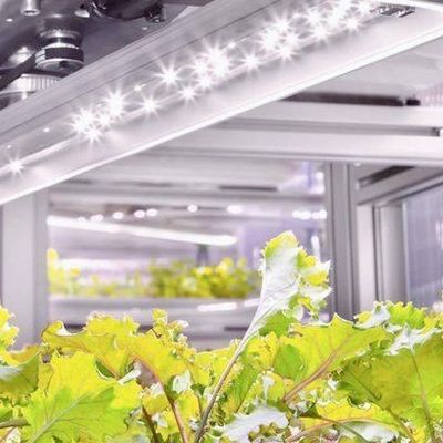 野菜 水育システム コンテナ 垂直栽培のための温室 JX-CG-103