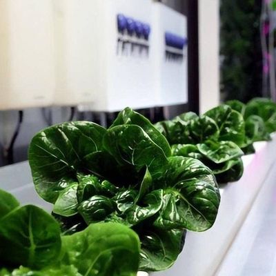 野菜 水育システム コンテナ 垂直栽培のための温室 JX-CG-103