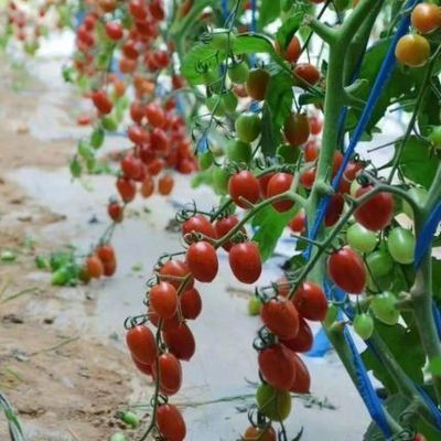 鉄筋構造/壁湿度制御太陽光温室 野菜栽培用