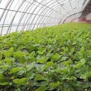 鉄筋構造/壁湿度制御太陽光温室 野菜栽培用