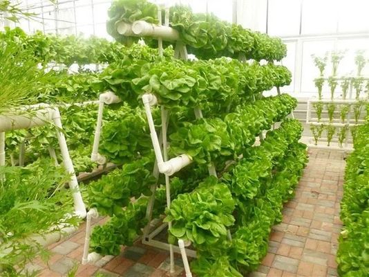 鋼蓋と水栽培技術を持つ大きな垂直農業コンテナ温室
