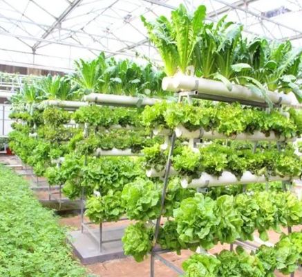 鋼蓋と水栽培技術を持つ大きな垂直農業コンテナ温室