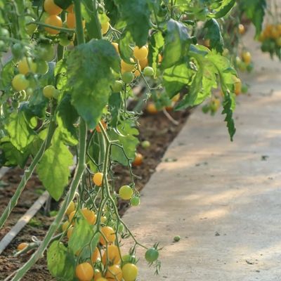 ジュキヤング自動灌輸 日光温室 野菜の換気と遮光
