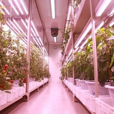 輸送コンテナにおける水力栽培垂直農業のための多用途の商業温室
