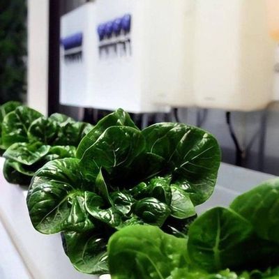 輸送コンテナにおける水力栽培垂直農業のための多用途の商業温室