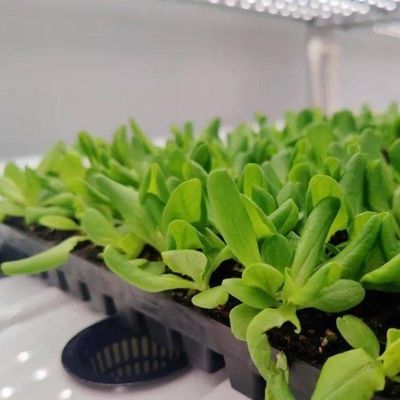 鉄蓋 輸送コンテナ 水素垂直農業生産のための温室