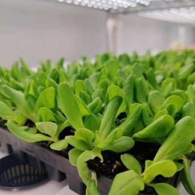 二重層鋼蓋 垂直農業コンテナ 環境に優しい家のための温室