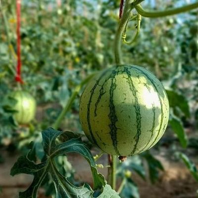 野菜栽培と一時的な暖房生産性のための二層温室