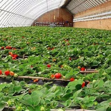 野菜栽培と一時的な暖房生産性のための二層温室