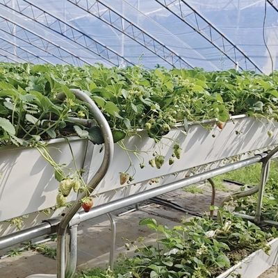 商業用トマト栽培 太陽光温室 配送コストと設計