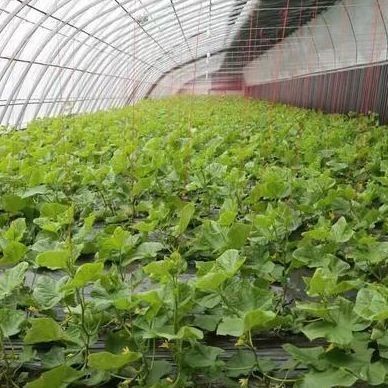 商業用トマト栽培 太陽光温室 配送コストと設計
