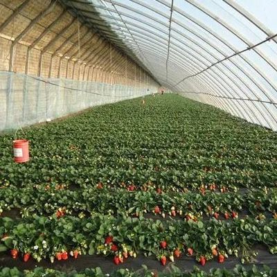 商業用トマト栽培 太陽光温室 配送コストと設計