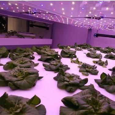 垂直農業 コンテナ 温室 水産 特徴 形状 屋根 設計