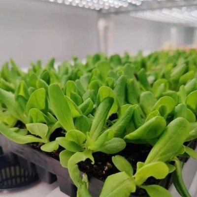 垂直農業 コンテナ 温室 水産 特徴 形状 屋根 設計