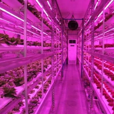 垂直農業 コンテナ 温室 水産 特徴 形状 屋根 設計