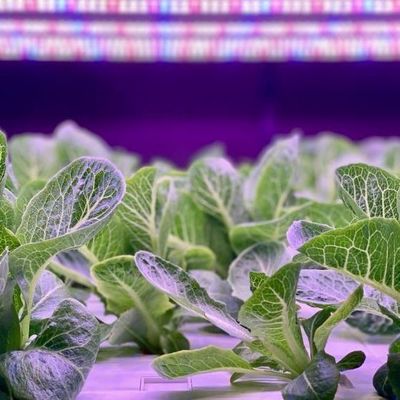 垂直農業 コンテナ 温室 水産 特徴 形状 屋根 設計