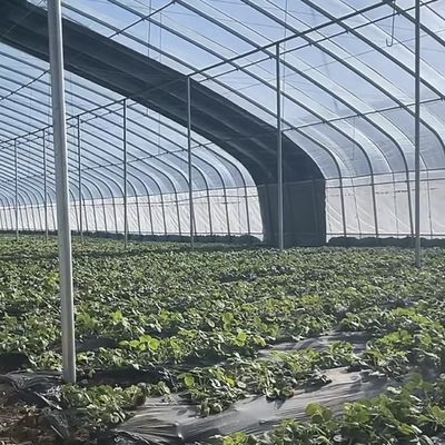 湿度制御と最適な植物の成長と先進的な野菜日光温室