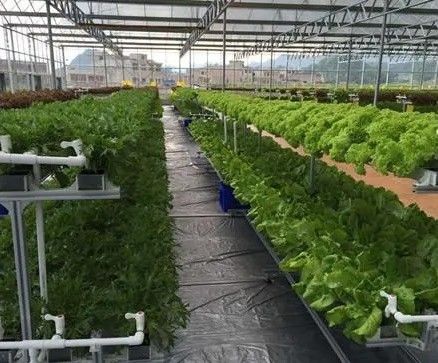 輸送コンテナ温室のための革命的な水力栽培垂直農業技術
