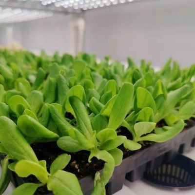 垂直農業用コンテナ温室
