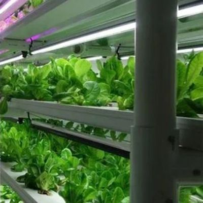 垂直農業用コンテナ温室