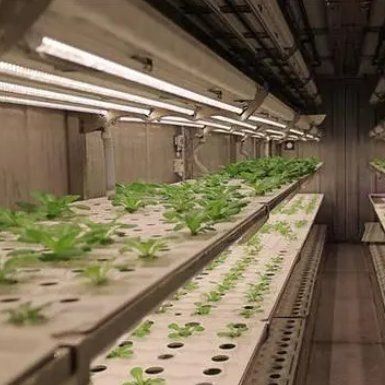 垂直農業 コンテナ温室 輸送コンテナ設計
