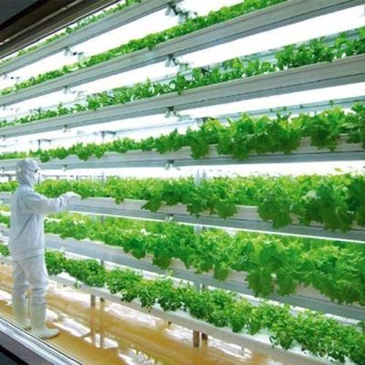 高湿度垂直農業 水育容器 野菜のための温室