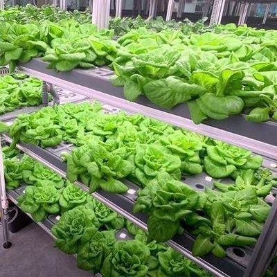高湿度垂直農業 水育容器 野菜のための温室