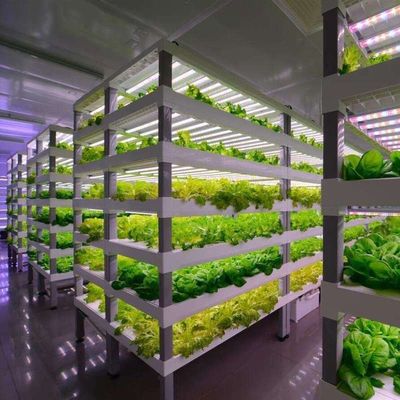 高湿度垂直農業 水育容器 野菜のための温室
