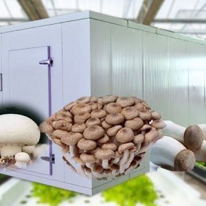 高湿度垂直農業 水育容器 野菜のための温室