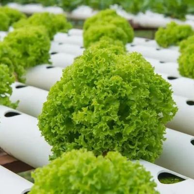 水栽培システムと垂直農業の利点のための多スパンコンテナ温室