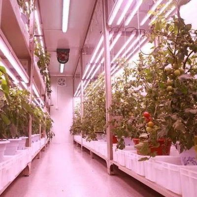 輸送コンテナ 垂直農業 水栽培技術による商業温室
