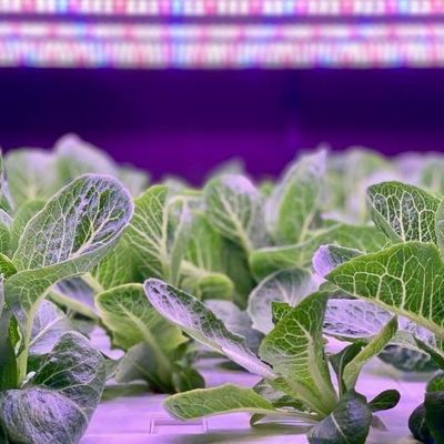 輸送コンテナ 垂直農業 水栽培技術による商業温室