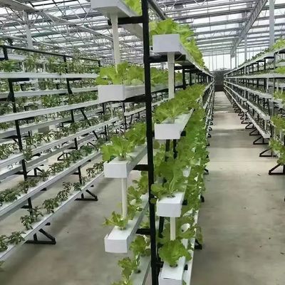 垂直農業コンテナ 40HQの温室 水培容器付きリーファー