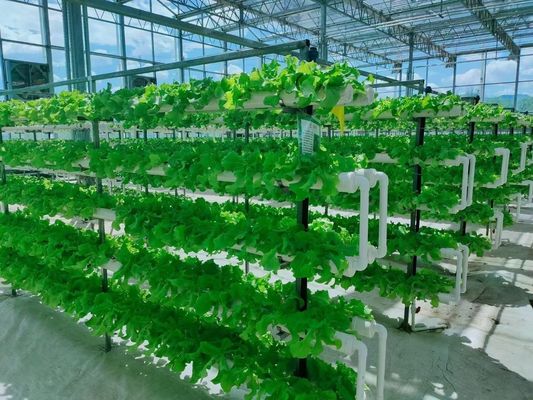 垂直農業コンテナ 40HQの温室 水培容器付きリーファー
